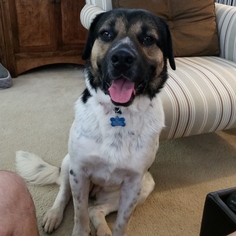 Small Greater Swiss Mountain Dog-Pointer Mix