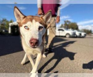 Siberian Husky-Unknown Mix Dogs for adoption in Santa Rosa, CA, USA