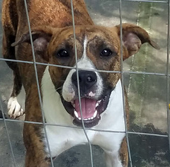 Boxer Dogs for adoption in Nesbit, MS, USA