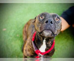 American Pit Bull Terrier Dogs for adoption in Orlando, FL, USA