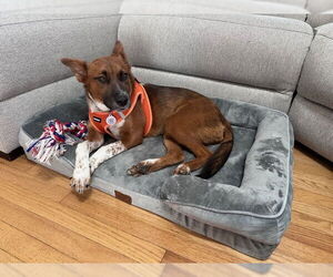 Collie-German Shepherd Dog Mix Dogs for adoption in Miami, FL, USA