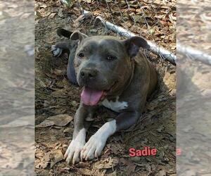 American Staffordshire Terrier-Unknown Mix Dogs for adoption in Graniteville, SC, USA