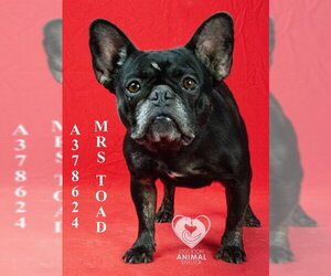 French Bulldog Dogs for adoption in Stockton, CA, USA