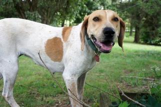 Medium Photo #1 Coonhound-Unknown Mix Puppy For Sale in Harrisburg, PA, USA