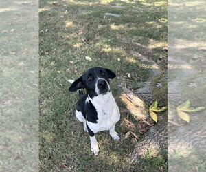 German Shorthaired Pointer-Unknown Mix Dogs for adoption in Boston, MA, USA