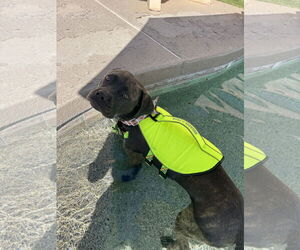 Mutt Dogs for adoption in Goodyear, AZ, USA