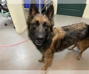 German Shepherd Dog Dogs for adoption in Pasadena, CA, USA