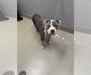 American Pit Bull Terrier-Unknown Mix Dogs for adoption in Las Vegas, NV, USA