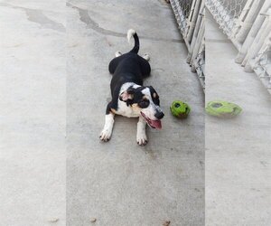 Mutt Dogs for adoption in Maquoketa, IA, USA