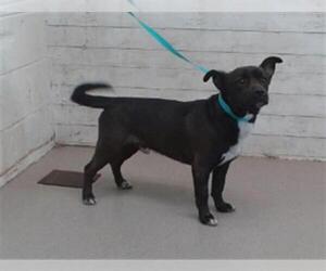 Border Collie-Unknown Mix Dogs for adoption in San Bernardino, CA, USA