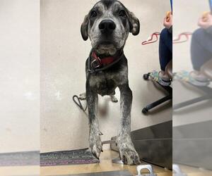 Presa Canario-Siberian Husky Mix Dogs for adoption in Denver, CO, USA