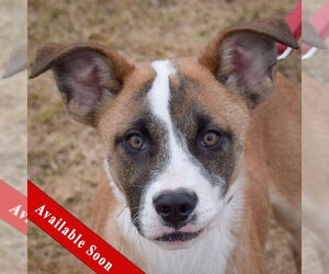 Boxer-Unknown Mix Dogs for adoption in Huntley, IL, USA