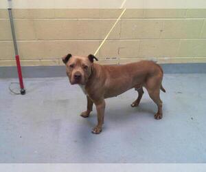 American Pit Bull Terrier-Unknown Mix Dogs for adoption in Tulsa, OK, USA