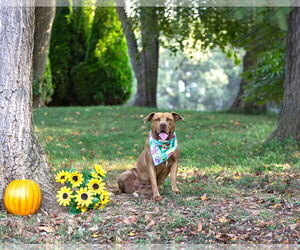 Medium Photo #10 Mutt Puppy For Sale in Unionville, PA, USA