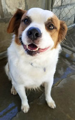 Australian Shepherd-Unknown Mix Dogs for adoption in Ventura, CA, USA