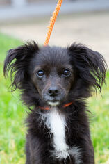 Medium Photo #1 Chiweenie Puppy For Sale in El Cajon, CA, USA