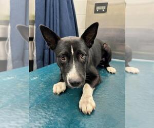 Huskies -Unknown Mix Dogs for adoption in Mobile, AL, USA