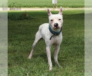 American Pit Bull Terrier-Unknown Mix Dogs for adoption in Troy, IL, USA