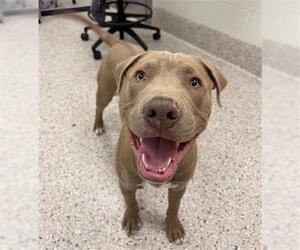 American Pit Bull Terrier Dogs for adoption in Brighton, CO, USA