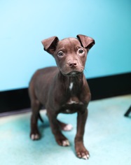 Medium Photo #1 Borador Puppy For Sale in Guthrie, OK, USA