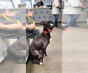 Boxer-Unknown Mix Dogs for adoption in Osgood, IN, USA