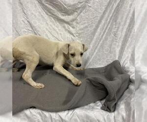 Beagle-Unknown Mix Dogs for adoption in Modesto, CA, USA