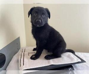 German Shepherd Dog Dogs for adoption in Pasadena, CA, USA