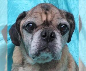 Pug Dogs for adoption in Cuba, NY, USA