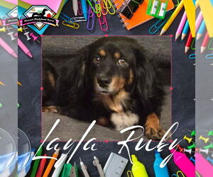 Dachshund-Unknown Mix Dogs for adoption in San Antonio, TX, USA