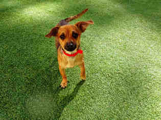 Chihuahua Dogs for adoption in Raleigh, NC, USA