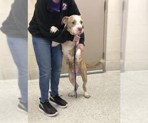 American Pit Bull Terrier-Unknown Mix Dogs for adoption in Conroe, TX, USA