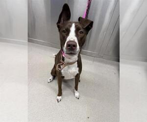 American Pit Bull Terrier-Huskies  Mix Dogs for adoption in Fairbanks, AK, USA