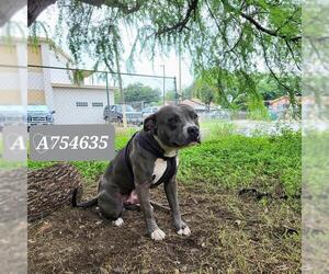 American Staffordshire Terrier-Unknown Mix Dogs for adoption in San Antonio, TX, USA