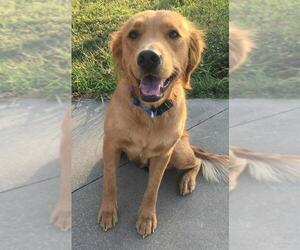 Golden Retriever Dogs for adoption in FORT WORTH, TX, USA