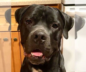 Mutt Dogs for adoption in Goodyear, AZ, USA