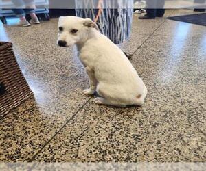 Great Pyrenees-Unknown Mix Dogs for adoption in Tracy, CA, USA