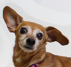 Medium Photo #1 Dachshund Puppy For Sale in Truckee, CA, USA