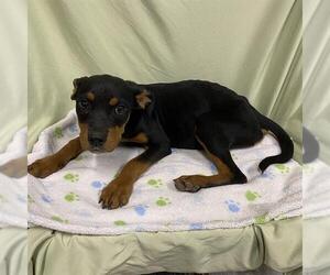 Rottweiler-Unknown Mix Dogs for adoption in Modesto, CA, USA