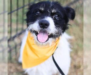 Mutt Dogs for adoption in San Antonio, TX, USA