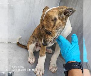 American Staffordshire Terrier-Unknown Mix Dogs for adoption in San Antonio, TX, USA