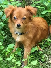 Chiranian Dogs for adoption in Yardley, PA, USA