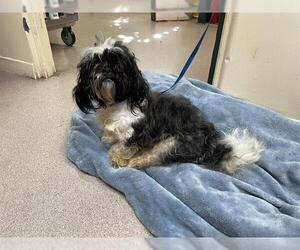 Shih Tzu Dogs for adoption in Pasadena, CA, USA