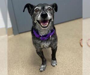 Chihuahua Dogs for adoption in Aurora, CO, USA