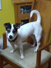 Medium Photo #1 Jack Russell Terrier-Unknown Mix Puppy For Sale in Arlington, VA, USA