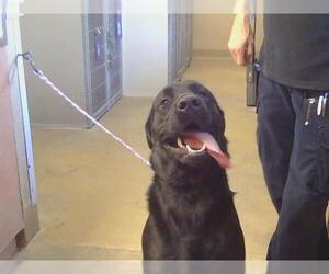 Labrador Retriever-Unknown Mix Dogs for adoption in Sacramento, CA, USA