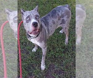 American Staffordshire Terrier Dogs for adoption in Fort Lauderdale, FL, USA