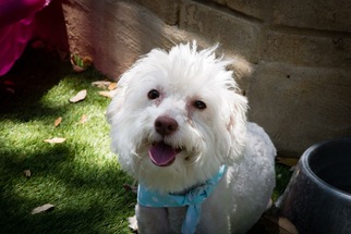 Maltipoo Dogs for adoption in Von Ormy, TX, USA