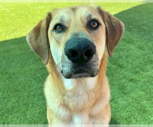 Labrador Retriever-Unknown Mix Dogs for adoption in Raleigh, NC, USA