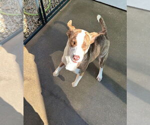 Mutt Dogs for adoption in Oak Bluffs, MA, USA