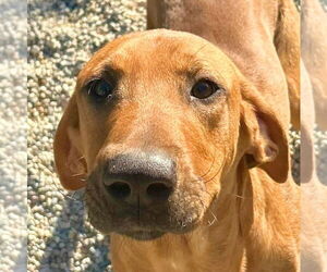 Labrador Retriever-Unknown Mix Dogs for adoption in Jefferson, WI, USA